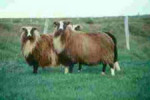 Icelandic leader sheep