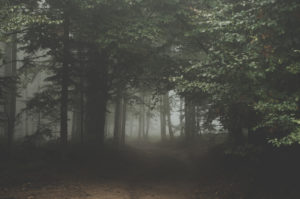 A walk in a dark and murky wood