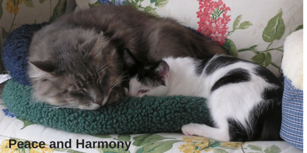peace-and-harmony