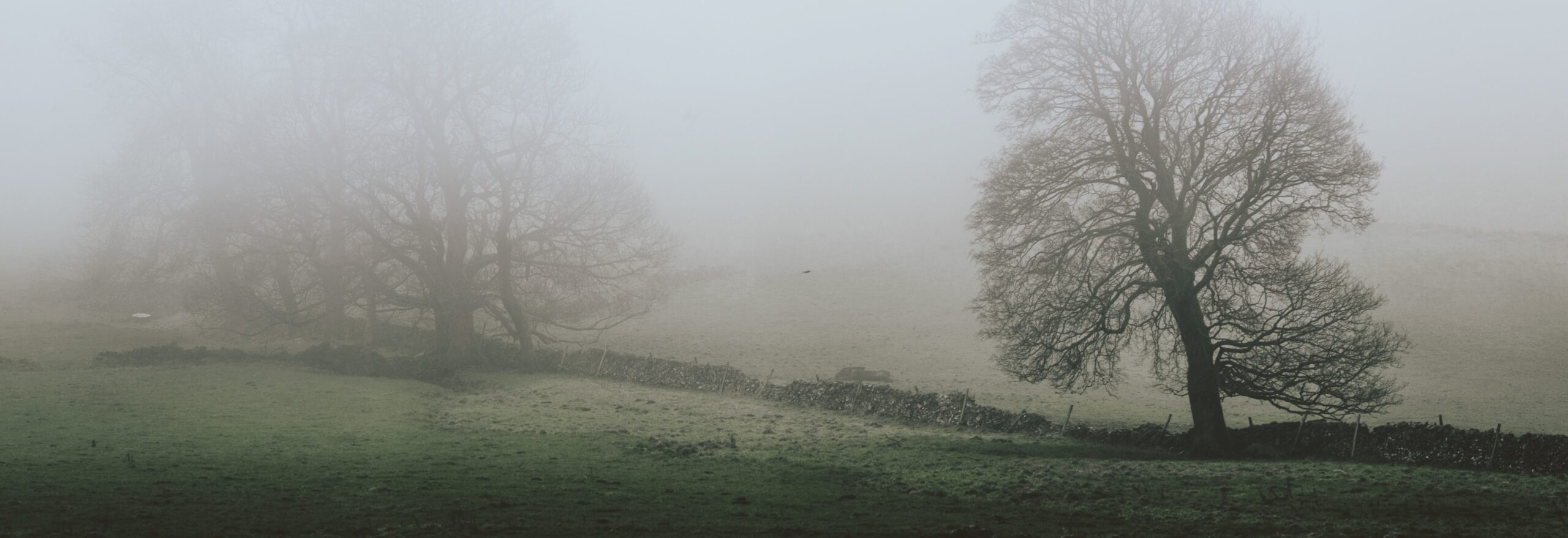 Thank You, Fog