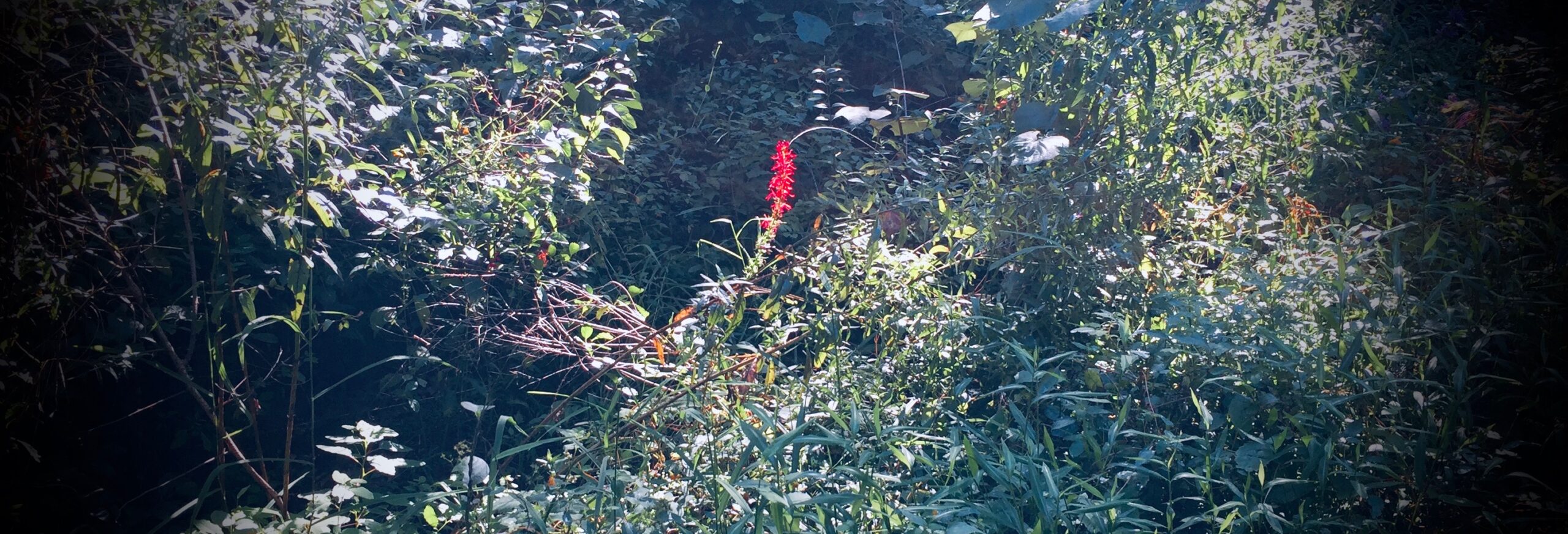 Wordsworth on the Rail Trail