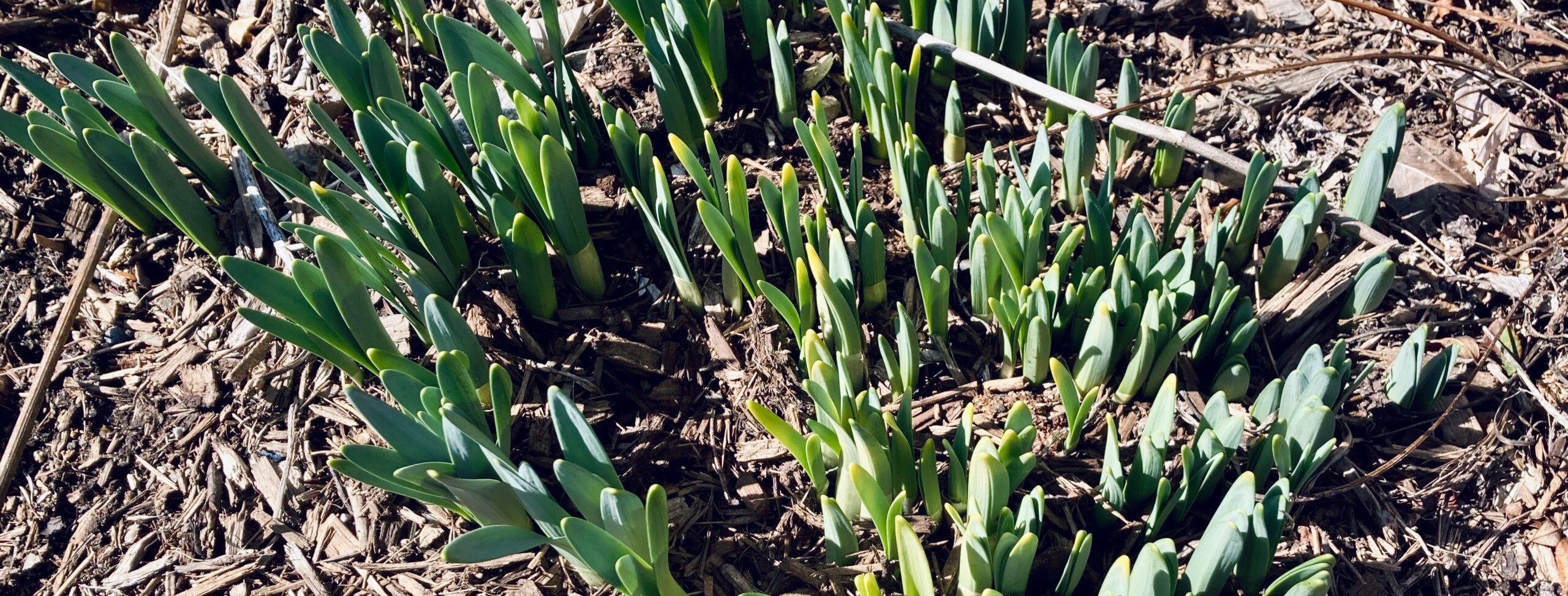 Roy Campbell: Who does not love the spring deserves no lovers