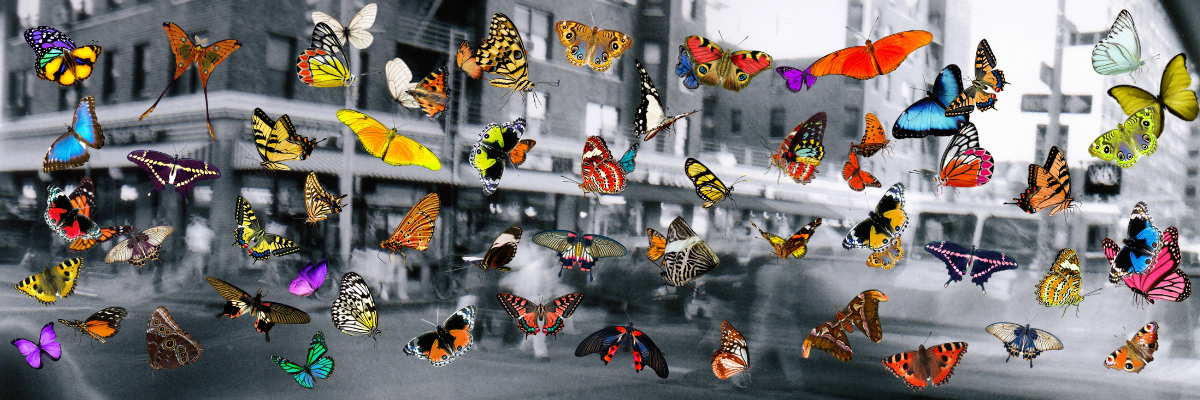 New York Butterflies